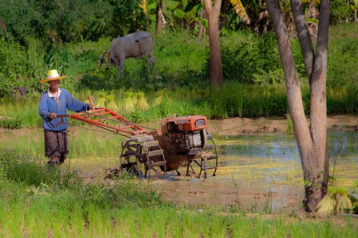 J0725179 - Rice Fields