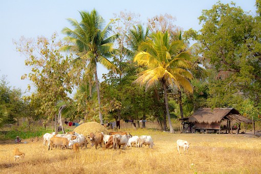 J1206244 - Livestock-Others