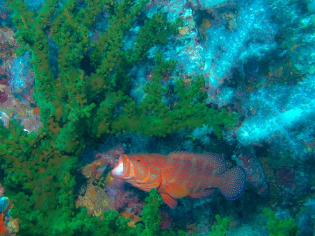 J1224545 - Richelieu Rock