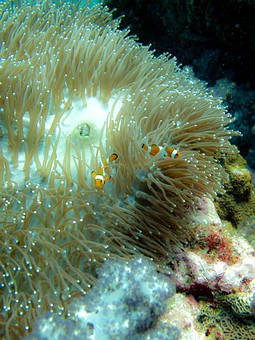 J1224554 - Richelieu Rock