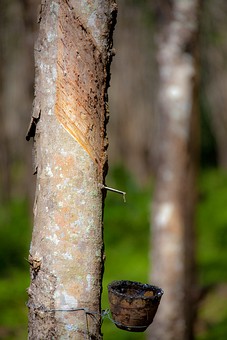 J1229119 - Rss Rubber Farm