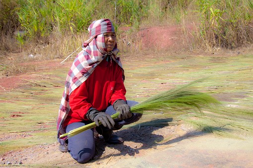 K0201279 - Grass For Broom