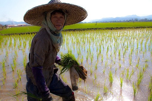 K0207489 - Rice Field