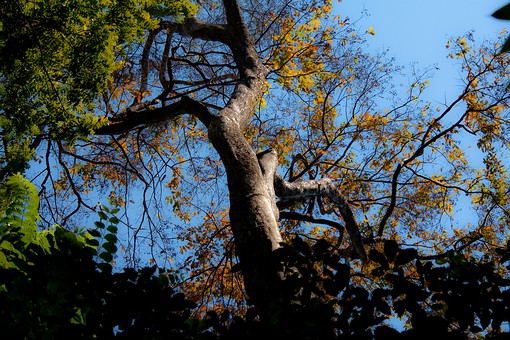 K0208343 - Namtok Champa Thong