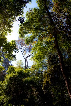 K0208344 - Namtok Champa Thong