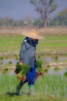 K0209160 - Rice Field