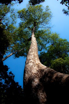 K0209250 - Namtok Huai Ton Phue