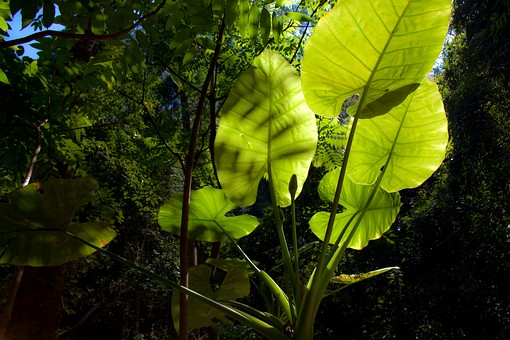 K0209300 - Namtok Huai Ton Phue