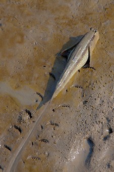 K0220126 - Ban Pak Khlong Pramo