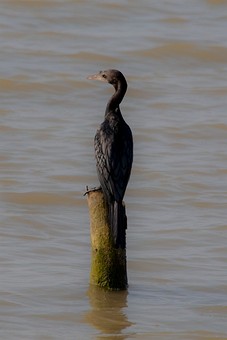 K0227004 - Ban Pak Khlong Pramo