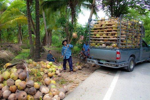 K0606256 - Coconut Farm