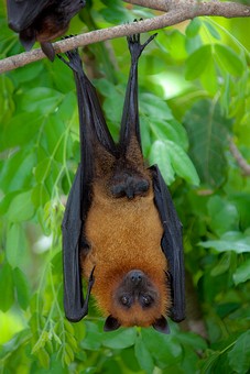 K0704498 - Wat Pho Bang Khla