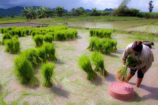 K0806142 - 01 Rice Planting Kok