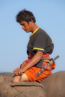 K1120097 - 2010-Elephant Round 