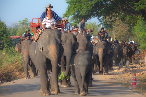 K1121039 - 2010-Elephant Round 