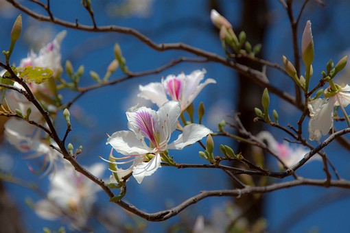L0211253 - Khiew Krating View P