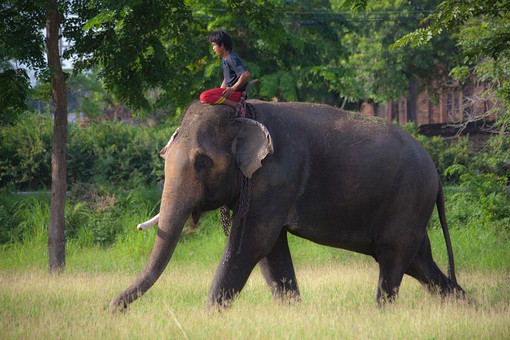 L0709032 - Elephants