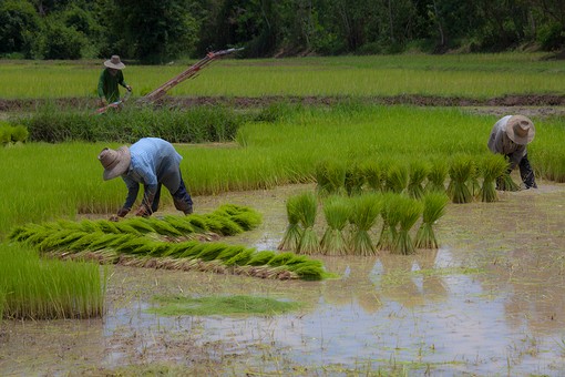 L0728013 - Rice Field-1