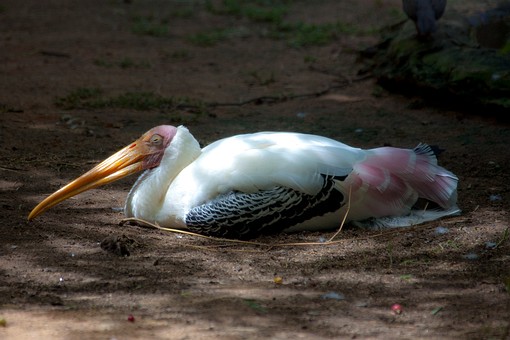 L0728245 - Suan Sa-On