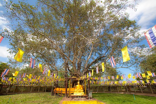 L1029229 - Wat Ton Pho Si Maha 
