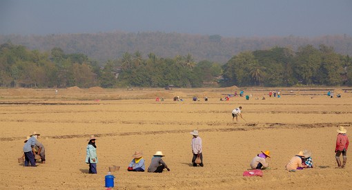 L1227102 - Farmers Planting