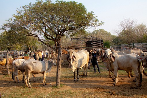 N0209324 - Sanpatong Saturday M