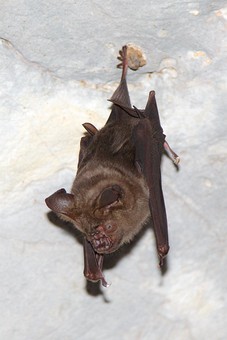 O0802204 - Tham Phrathat Charoe