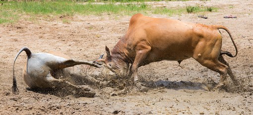 P0606189 - Bullfighting