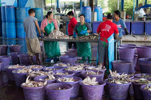 P0817015 - Pak Phanang Port