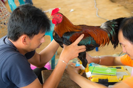 P1018266 - Cocks Fighting