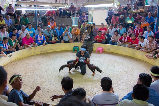 P1018403 - Cocks Fighting