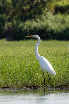 Q0109228 - Khu Khut Waterfowl P