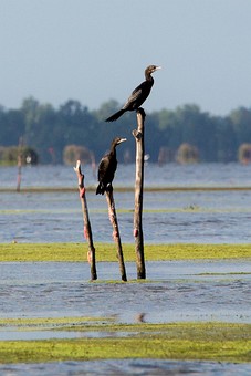 Q0109365 - Khu Khut Waterfowl P