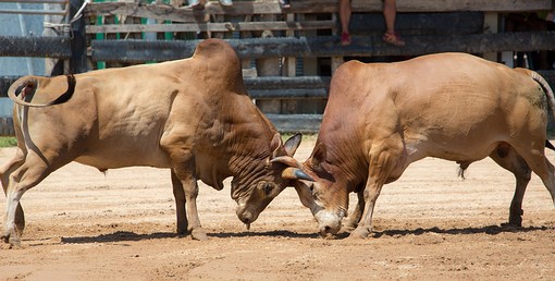 Q0214060 - Bullfighting