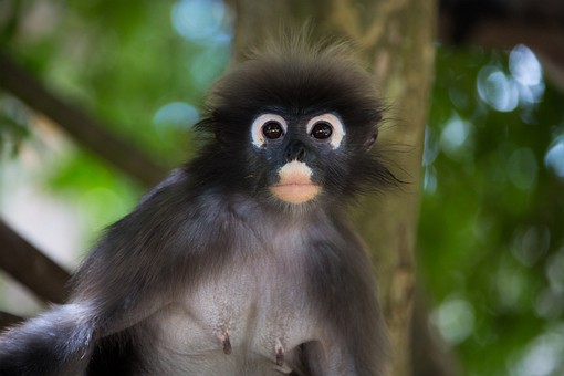 Q0522409 - Tham Khao Phlu