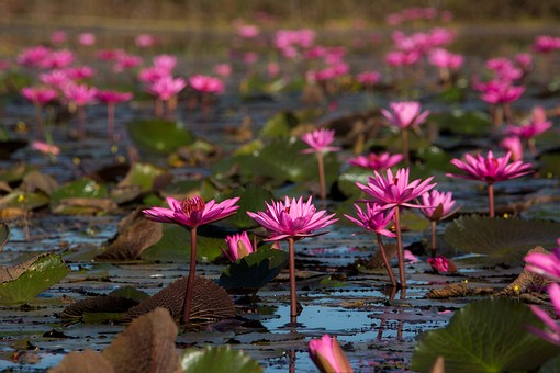 Q1220203 - Nong Loeng