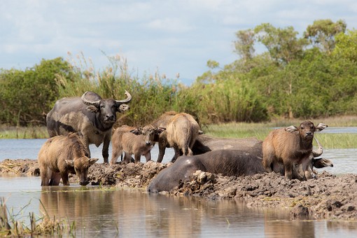 R0205372 - Thale Noi