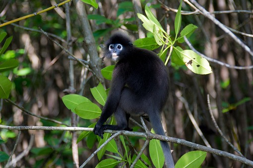 R0723072 - Tam Malang