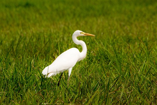 S0128184 - Thale Noi