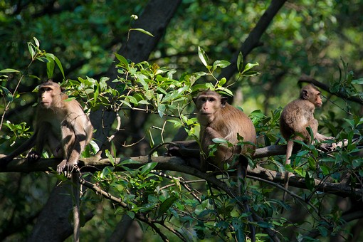 T0114071 - Ban Khlong Khon