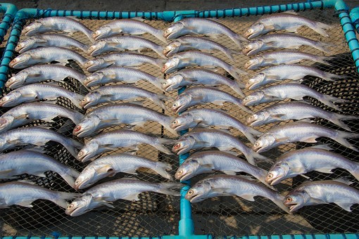 T0127149 - Don Hoi Lot