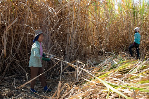 T0303149 - Sugarcane Harvest