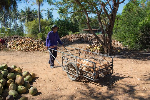 T0312069 - Coconut Farm