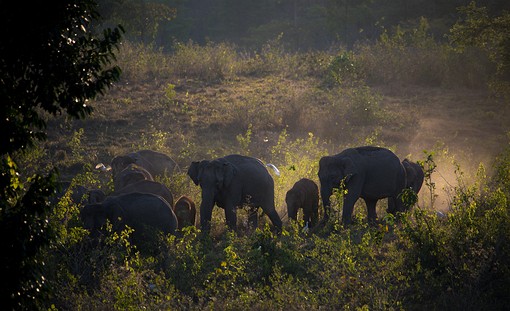 T0312415 - Wildlife Watching Ar