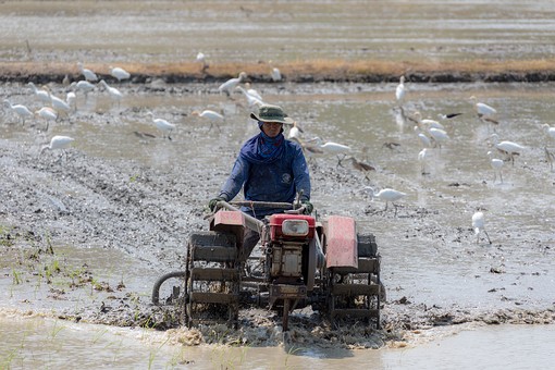 U0303159 - Plowing Of Rice Fiel